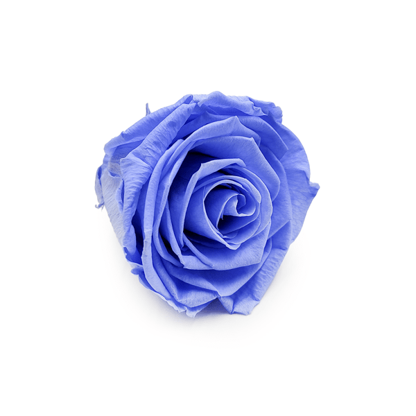 Stabiliseret rose - Marineblå - XL - 3 stk.