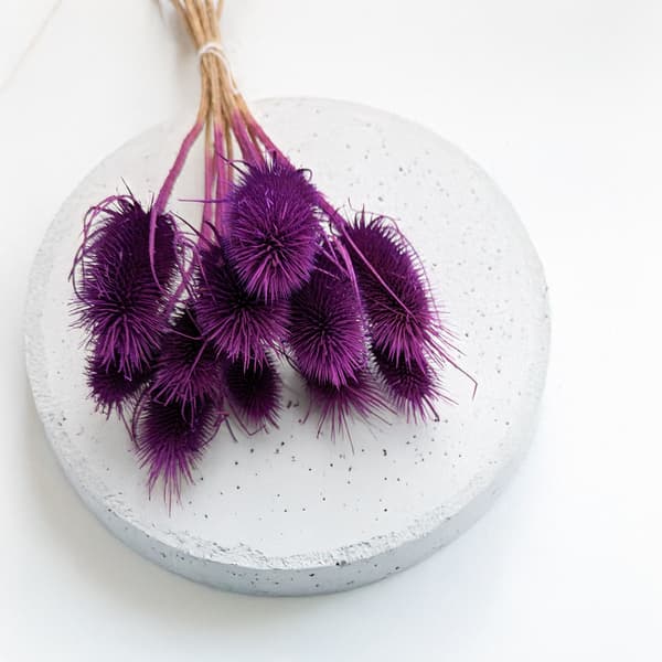 Kuivattu ohdake - (Teasel) - violetti