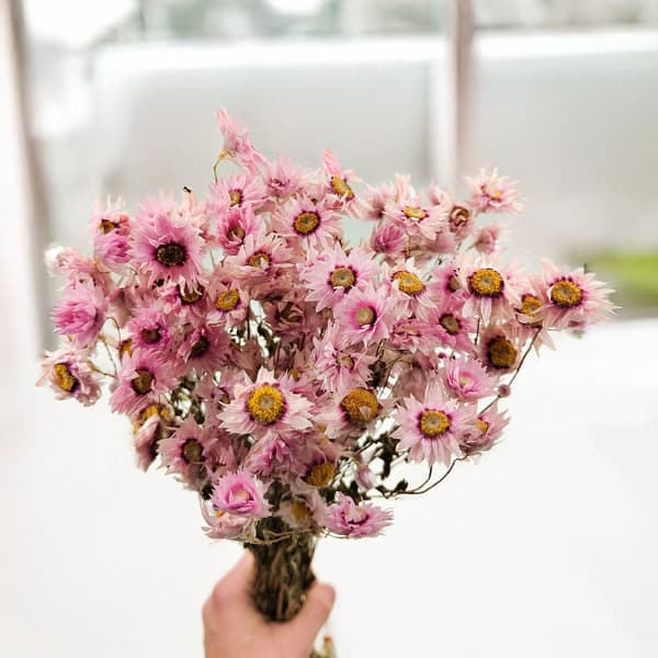 Torkad Rhodanthe - Rosa