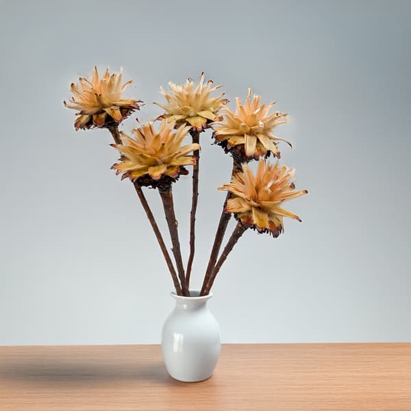 Torkad plumosum - (Leucospermum plumosum) - Grädde - 5 bitar