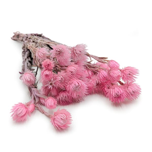 Kaaps Blomst - Phaenocoma prolifera - (Kap-stråblomst) - Lys pink