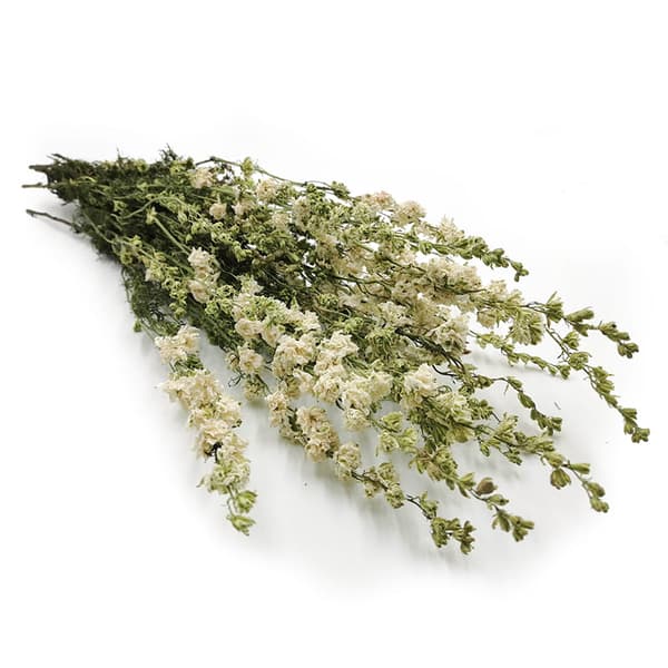 Torkad Delphinium - (Delphinium) - Vit