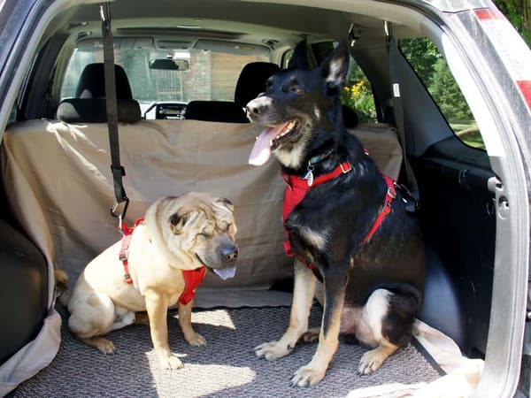 Bälten för hund (360) GAB_A