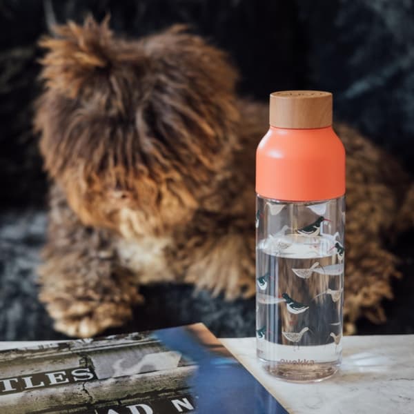Quokka Ice - ecozen vesipullo 720 ml (Linnut)