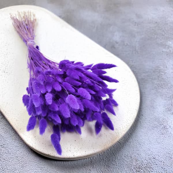 Tørret Lagurus - Lagurus ovata - ultraviolet
