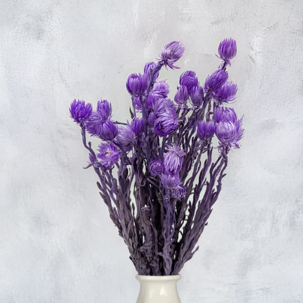 Kapblomma - Phaenocoma prolifera - (Kaphalmblomma) - Lavendel