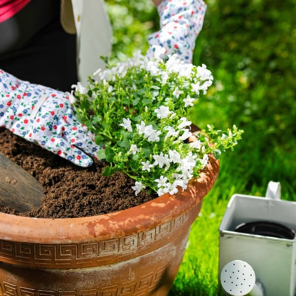 Jord TIL pelargonier surfinia 50L til balkonblomster og prydplanter