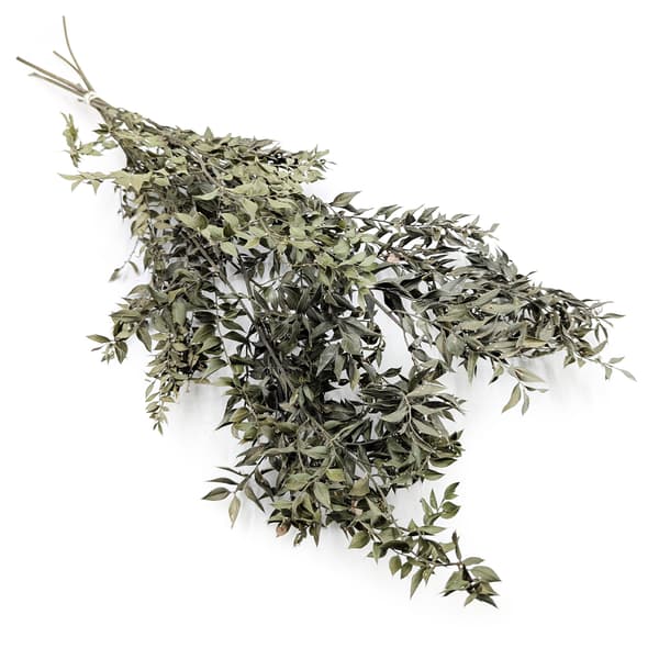Tørret Ruscus - (Ruscus) - Naturlig
