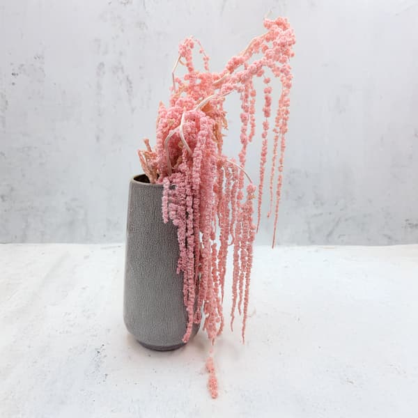 Stabiliserad amarant - Amaranth - Rosa