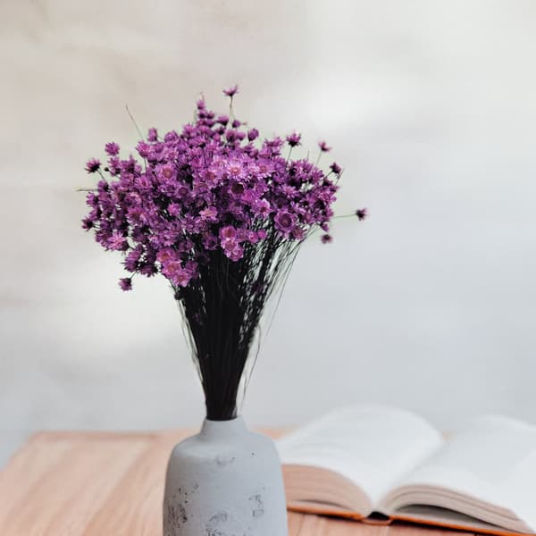 Tørret Glixia - (Glycine comanthera) - Lavendel