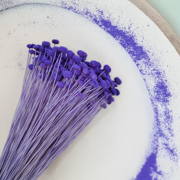 Botao Amarelino - (Amarelinho) - Dyb lavendel