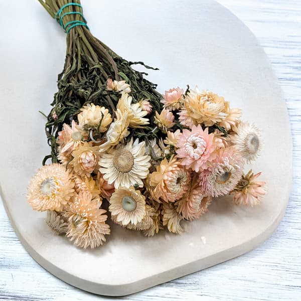 Tørret Helichrysum - (Helichrysum) - Lyserød