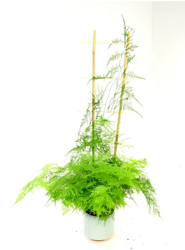 Bambuiset tikkaat kaarella 105 cm /10 kpl/