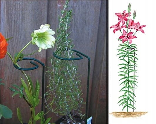 Stålstöd för växter 60 cm, pulverlackerat grönt, stabilt