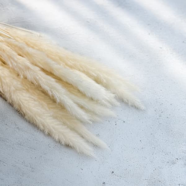 Mini Pampas Grass - Valkaistu
