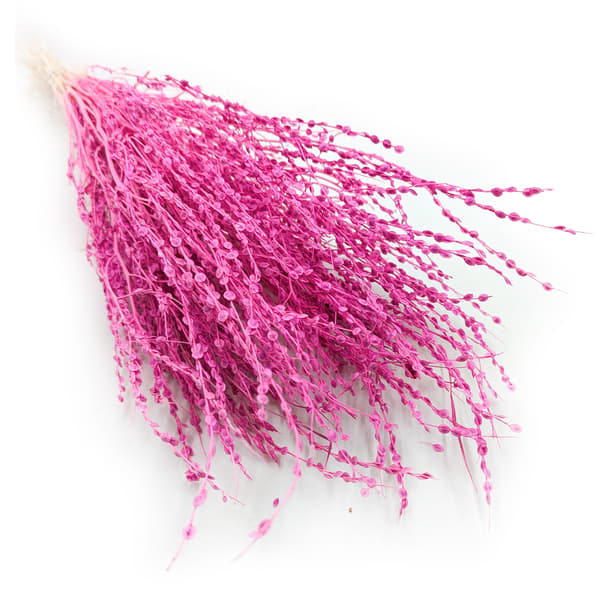 Lepidium (Lepidium sativum) - Fuksia