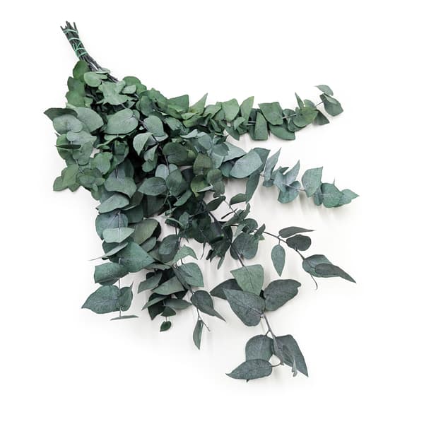 Stabiloitu eukalyptus - Stuartiana - Vihreä