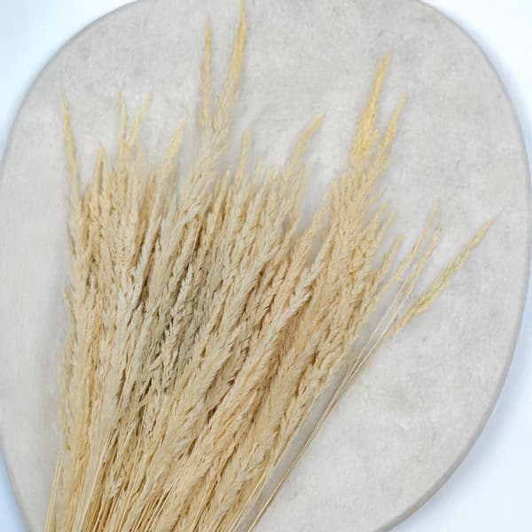 Sandrörsgräs (Calamagrostis epigejos) - Vit