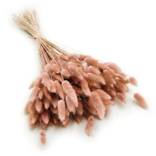 Tørret Lagurus - Lagurus ovata - antik pink