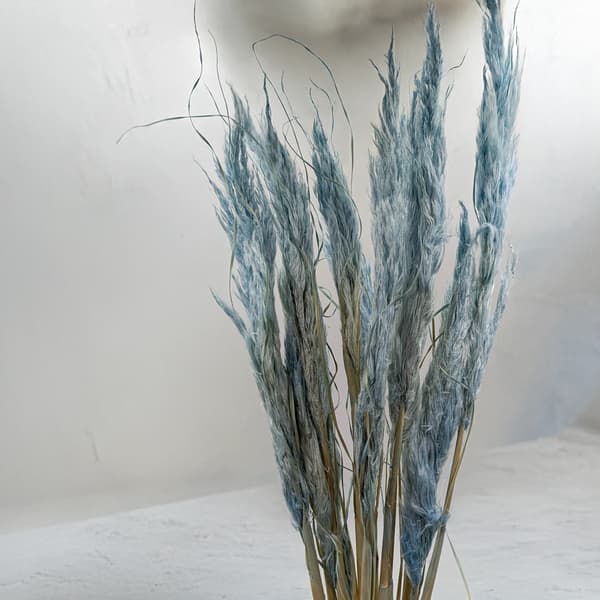 Mini Pampas-ruoho - sininen - 10 kpl -