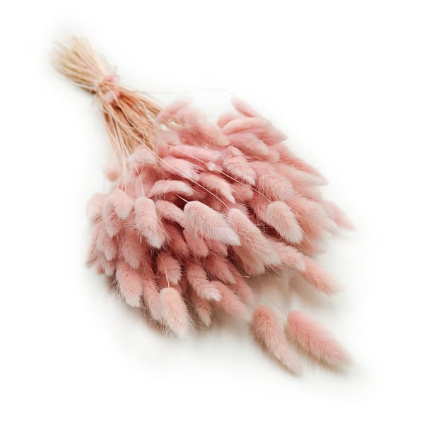 Torkad Lagurus - Pearly Lagurus