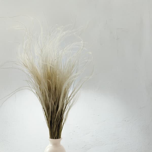 Tørret Stipa - Stipa pennata - Naturlig