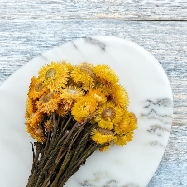 Torkad Helichrysum - (Helichrysum) - Gul