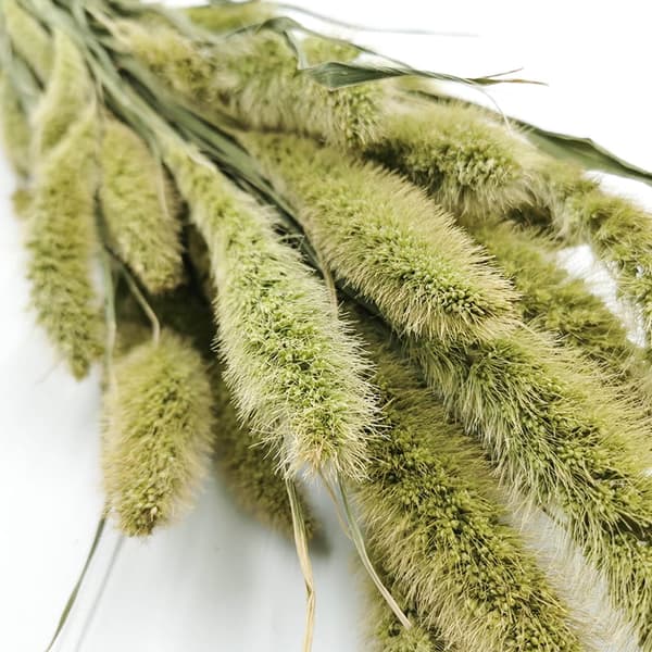 Setaria (Setarea) Naturlig grön - bukett
