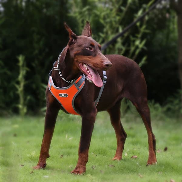 ASTRO orange hundeluftningssele størrelse L