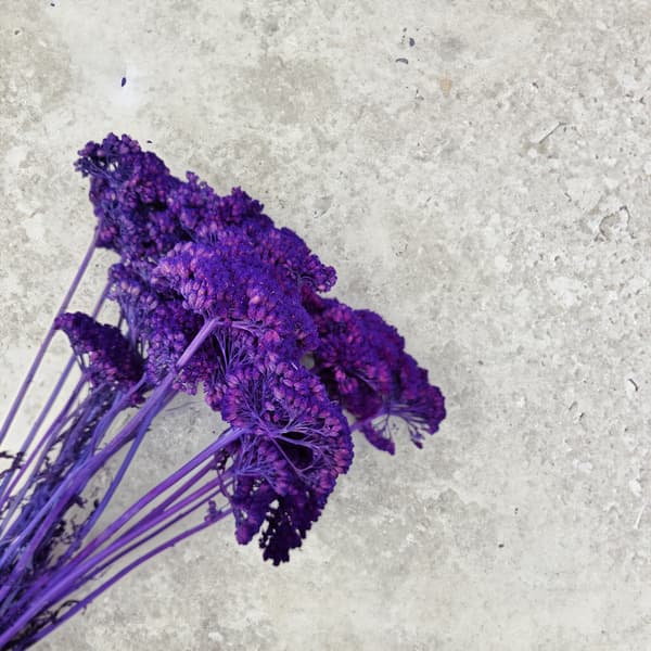 Torkad rölleka - (Achillea) - Lila