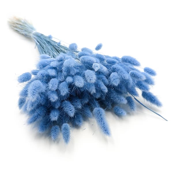Tørret Lagurus - Lagurus ovata - Azure