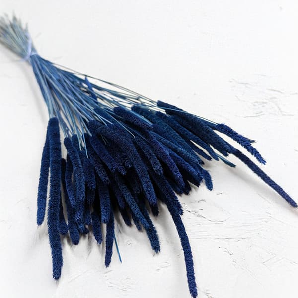 Tørret græs - Timothe (Phleum) - Blå