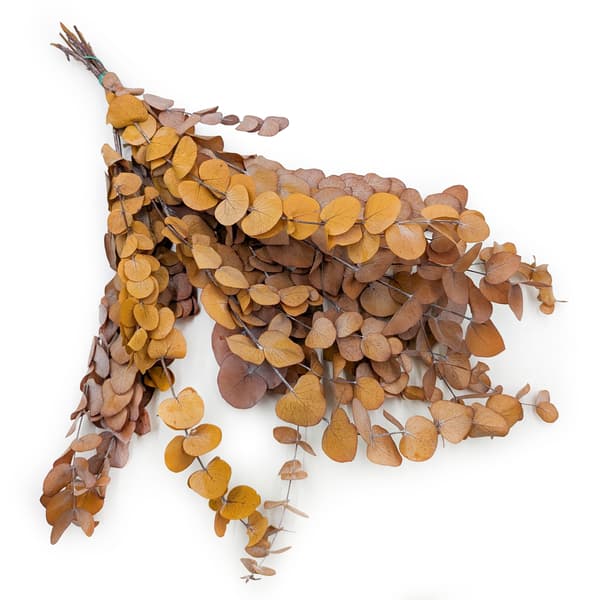 Stabiliseret eukalyptus - Espiral - Efterårslys