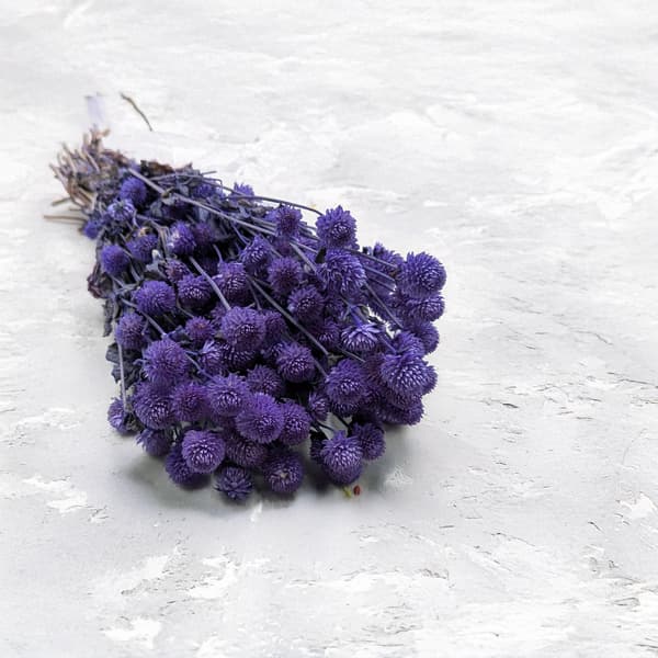 Tørret Gomphrena Globulus - (Globular Everlasting) - Lavendel