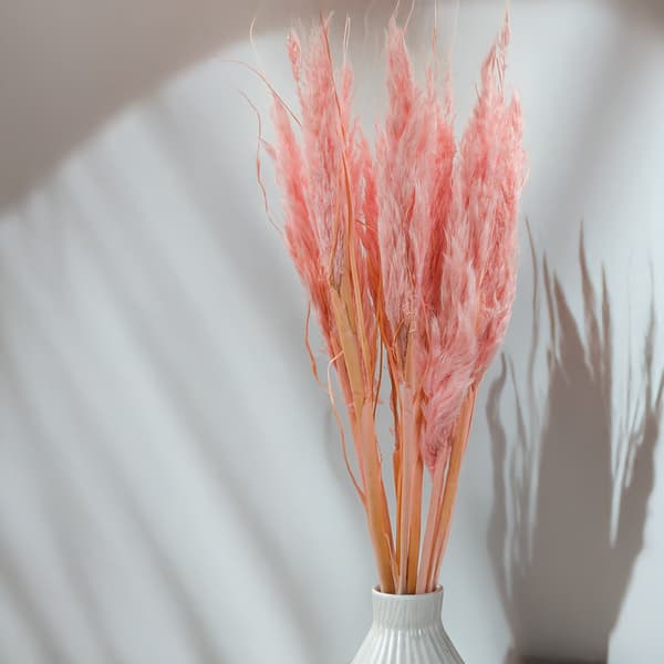 Mini Pampas Græs - Perlerød - 10 stk