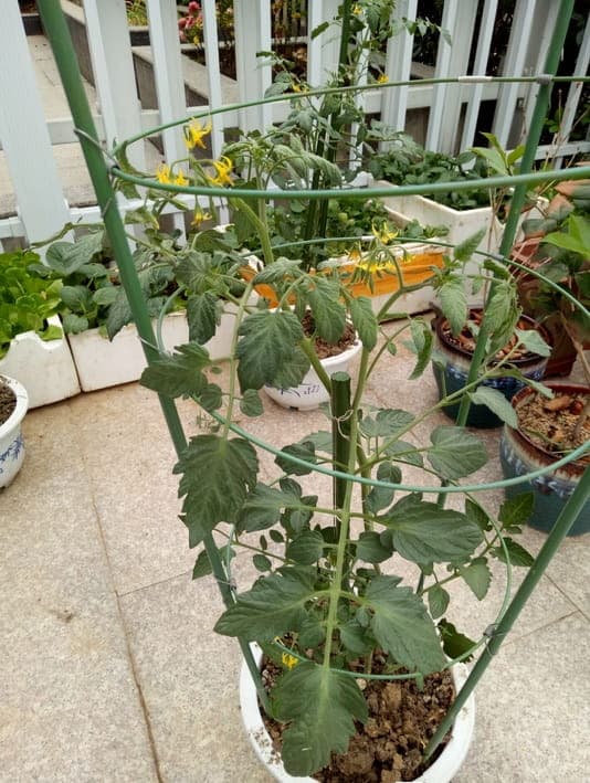 Runt metallstöd 90 cm (för växter)
