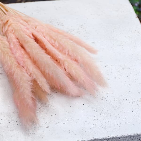 Mini Pampas-ruoho - Vaaleanpunainen