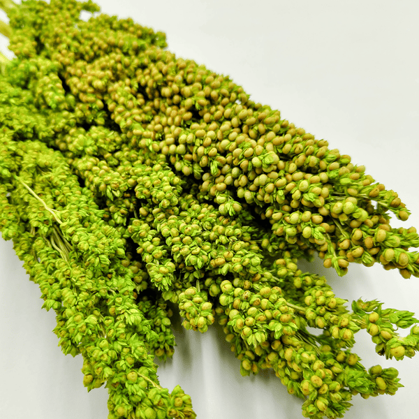 Sorghum millo - (Sorghum) - Celadon 5 stk