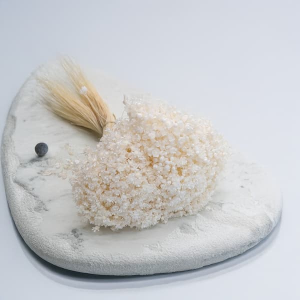 Torkad Glixia - (Glyxia Marcela) - Blekt