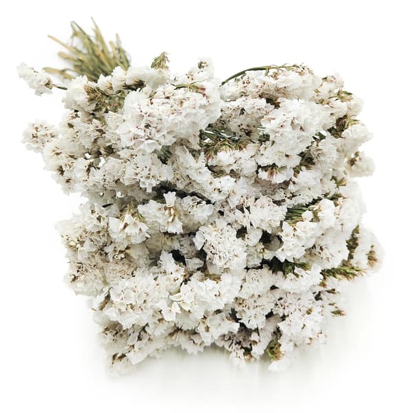 Limonium sinuatum - Vit