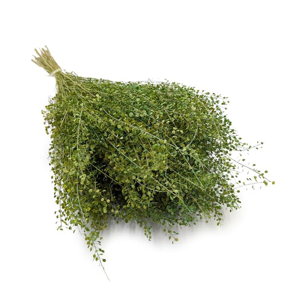 Lepidium (Lepidium sativum) - Vihreä