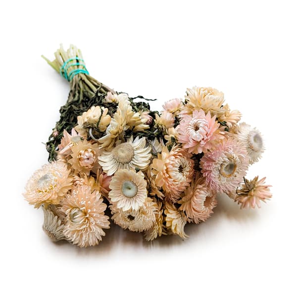 Torkad Helichrysum - (Helichrysum) - Ljusrosa