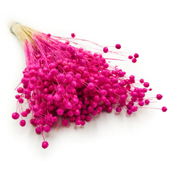 Tørret hørfrø - Fuchsia