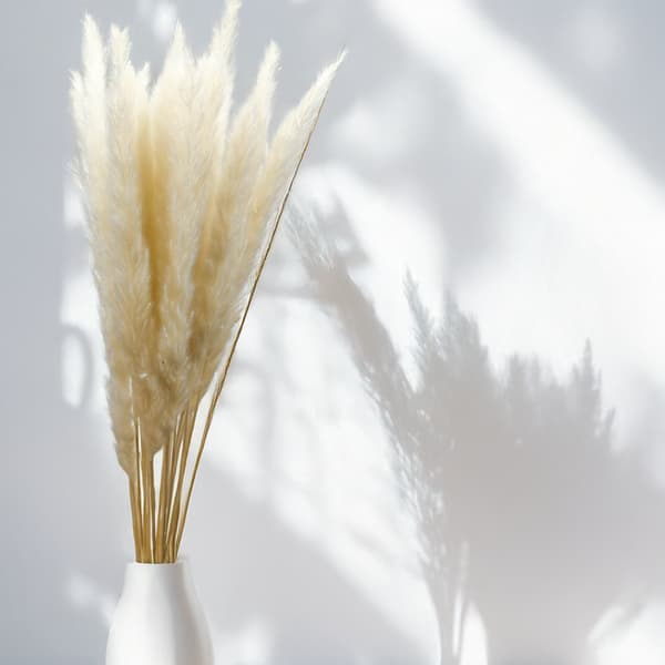 Mini Pampas Grass - Valkaistu
