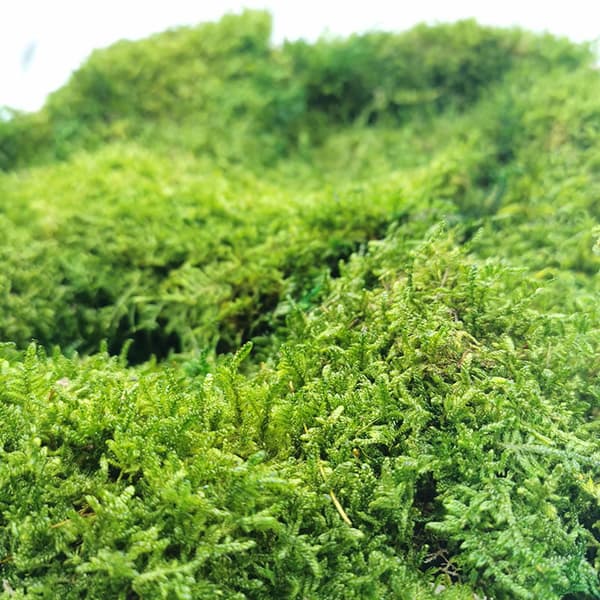 Flat Moss - Ruotsi - Vaaleanvihreä luonnonvärinen 200g