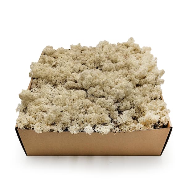 Rensdyrmos - Norge - Naturhvid 50g