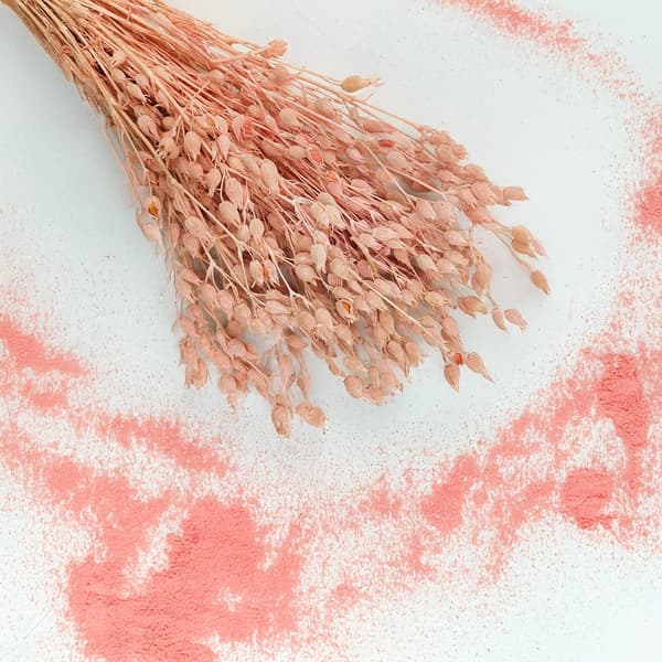 Silene - Lyserød