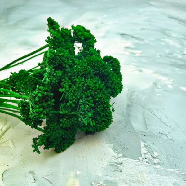 Torkad rölleka - (Achillea) - Grön