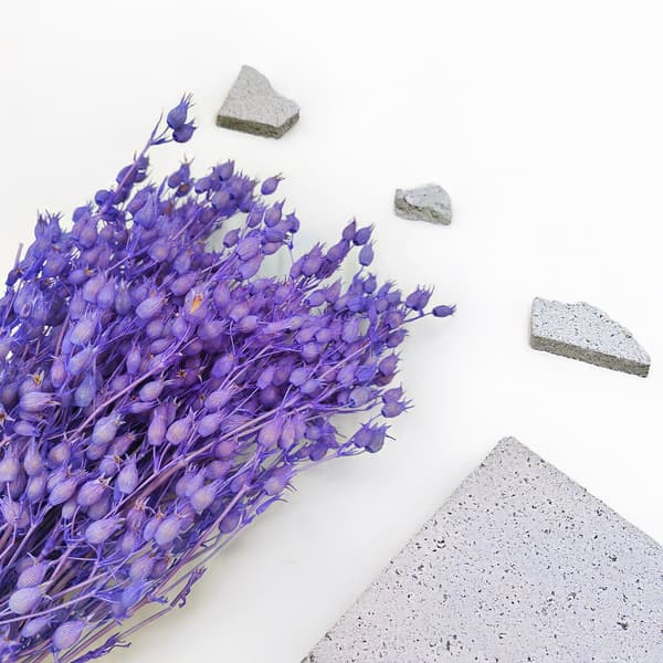 Silene - Lavendel