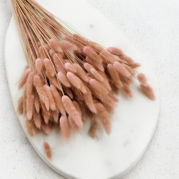 Tørret Lagurus - Lagurus ovata - antik pink